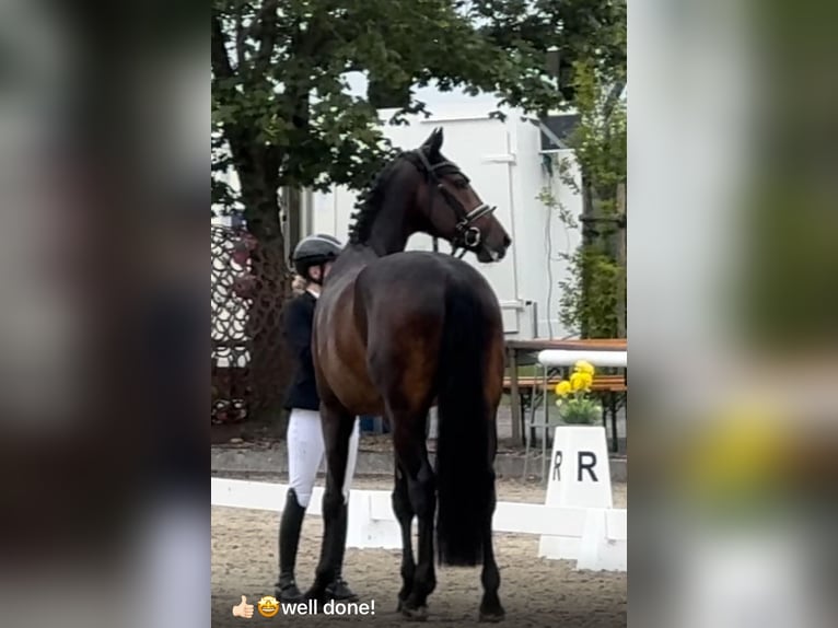 Koń westfalski Wałach 4 lat 167 cm Ciemnogniada in LienenLienen