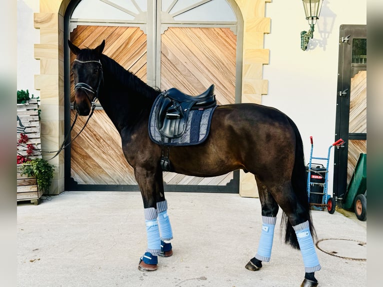 Koń westfalski Wałach 4 lat 167 cm Ciemnogniada in LienenLienen