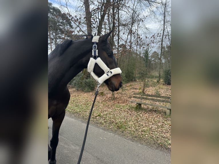 Koń westfalski Wałach 4 lat 167 cm Ciemnogniada in LienenLienen