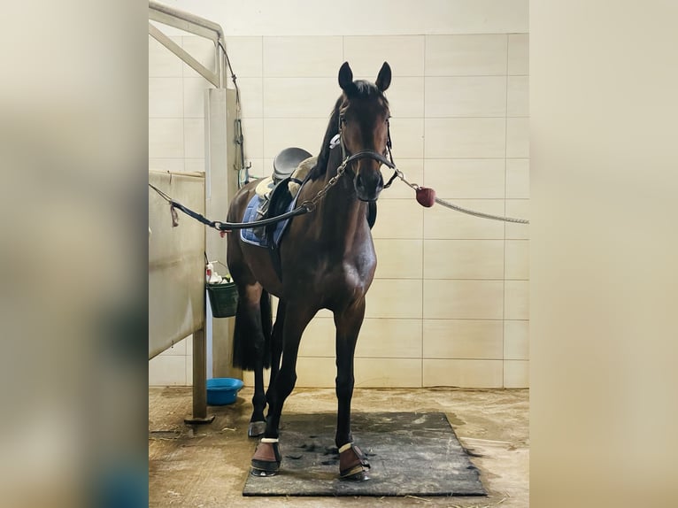 Koń westfalski Wałach 4 lat 167 cm Ciemnogniada in LienenLienen