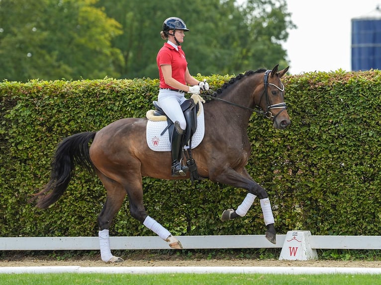 Koń westfalski Wałach 4 lat 167 cm Ciemnogniada in Münster