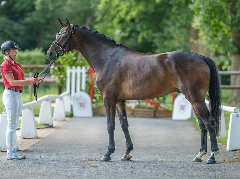 Koń westfalski Wałach 4 lat 167 cm Ciemnogniada in Münster