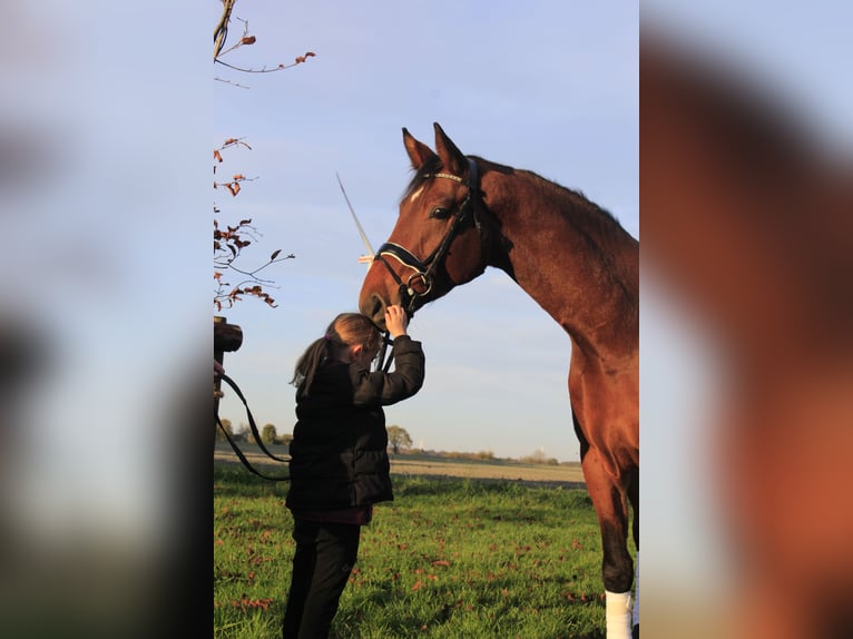 Koń westfalski Wałach 4 lat 167 cm Gniada in Rosendahl