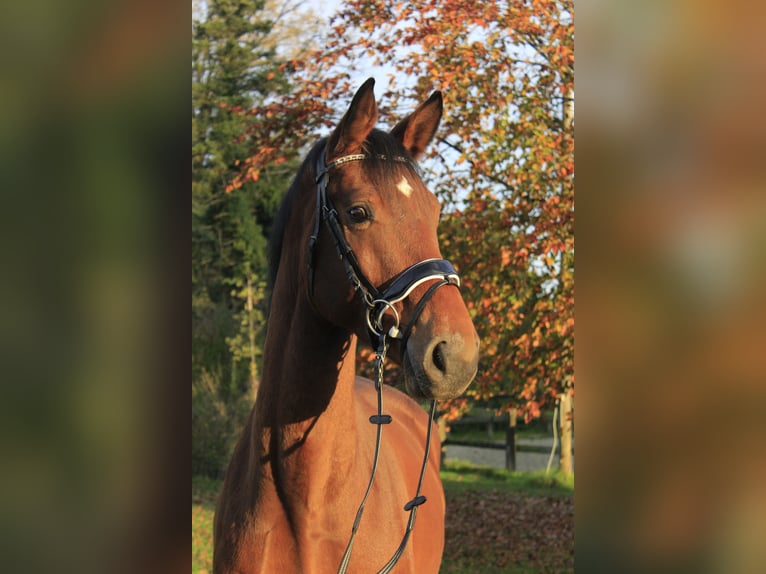 Koń westfalski Wałach 4 lat 167 cm Gniada in Rosendahl