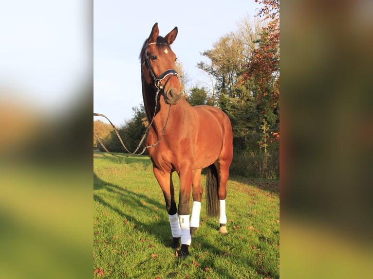 Koń westfalski Wałach 4 lat 167 cm Gniada in Rosendahl