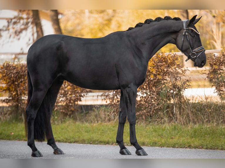 Koń westfalski Wałach 4 lat 167 cm Kara in Wehringen