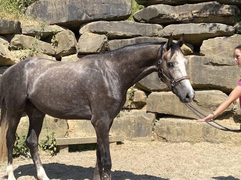 Koń westfalski Wałach 4 lat 167 cm Siwa in Bad Honnef