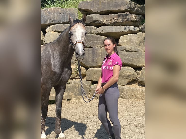 Koń westfalski Wałach 4 lat 167 cm Siwa in Bad Honnef