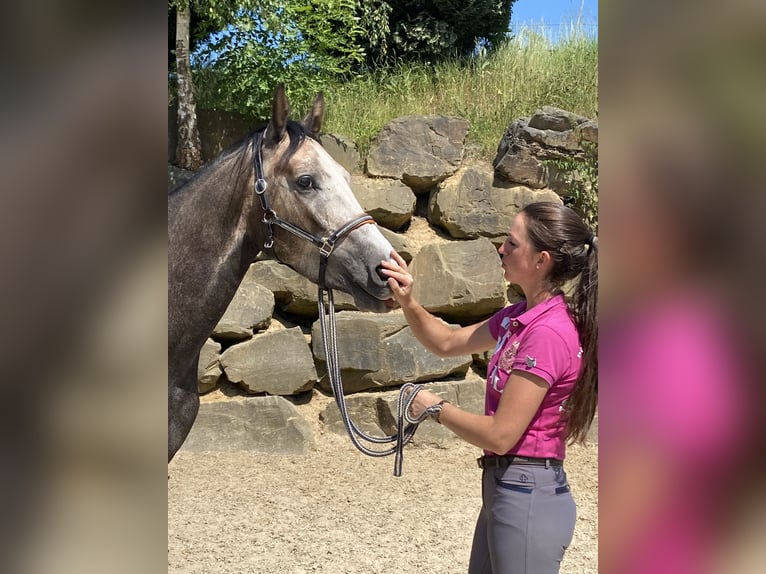 Koń westfalski Wałach 4 lat 167 cm Siwa in Bad Honnef