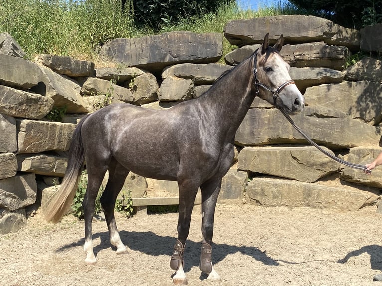 Koń westfalski Wałach 4 lat 167 cm Siwa in Bad Honnef