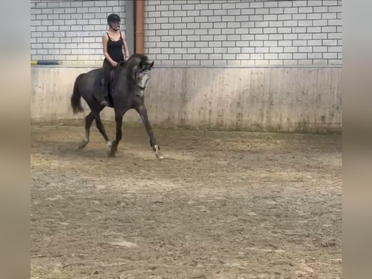 Koń westfalski Wałach 4 lat 167 cm Siwa in Bad Honnef