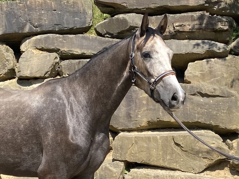 Koń westfalski Wałach 4 lat 167 cm Siwa in Bad Honnef