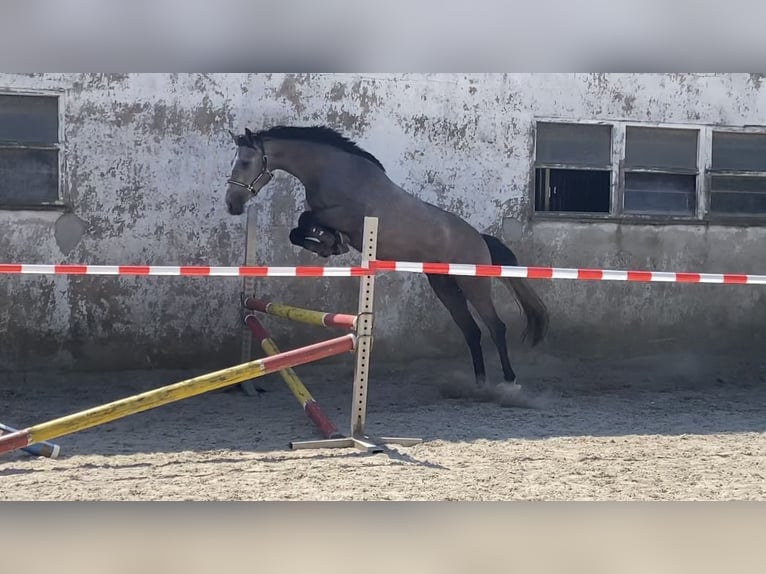 Koń westfalski Wałach 4 lat 167 cm Siwa in Overath