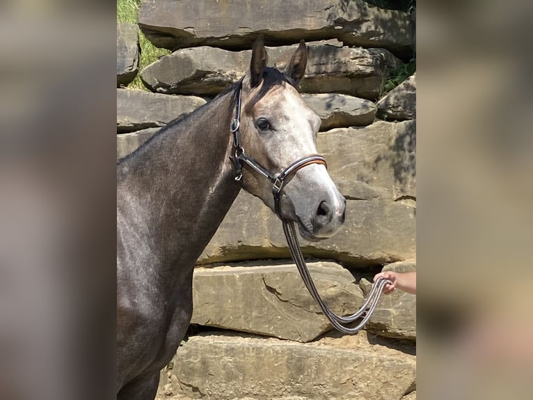 Koń westfalski Wałach 4 lat 167 cm Siwa in Overath