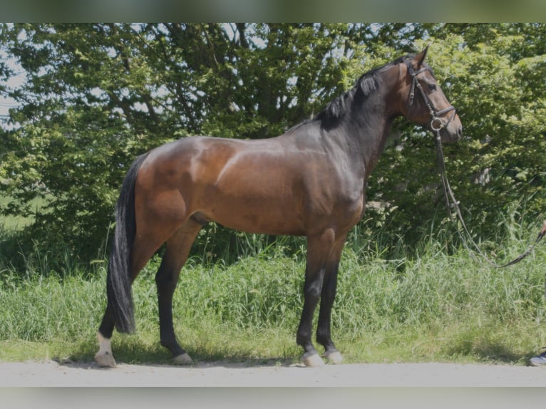 Koń westfalski Wałach 4 lat 168 cm Ciemnogniada in Worms