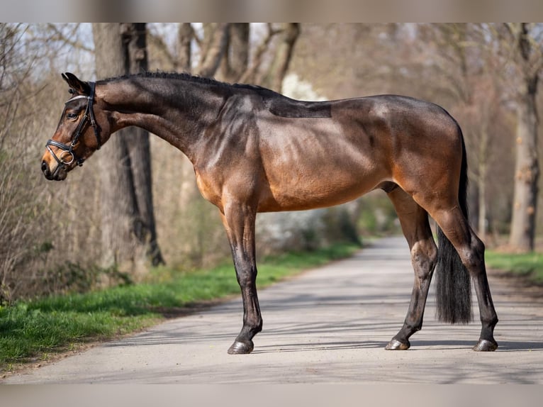 Koń westfalski Wałach 4 lat 168 cm Ciemnogniada in Kerpen