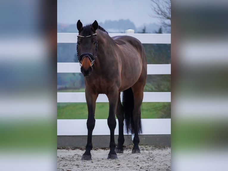 Koń westfalski Wałach 4 lat 168 cm Gniada in Nettersheim