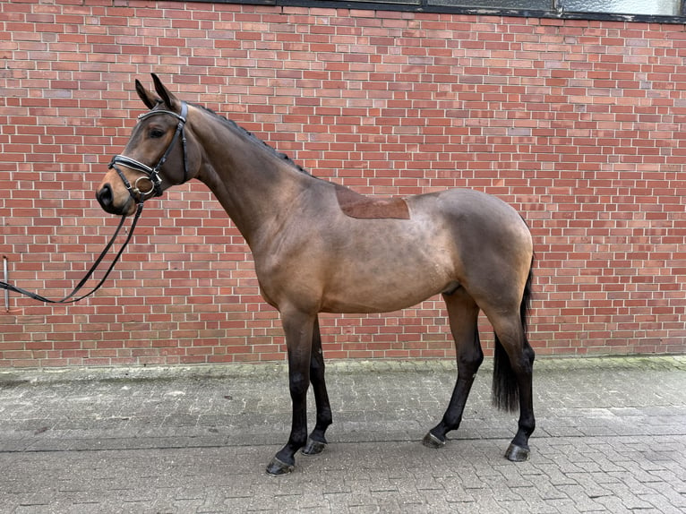 Koń westfalski Wałach 4 lat 168 cm Gniada in Münster-Handorf