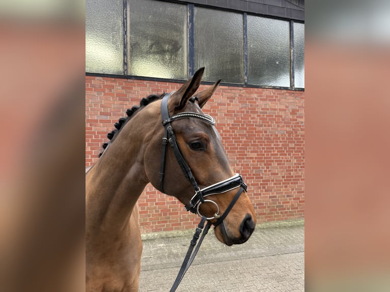 Koń westfalski Wałach 4 lat 168 cm Gniada in Münster-Handorf