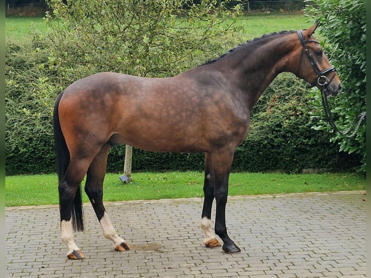 Koń westfalski Wałach 4 lat 168 cm Gniada in Ostercappeln