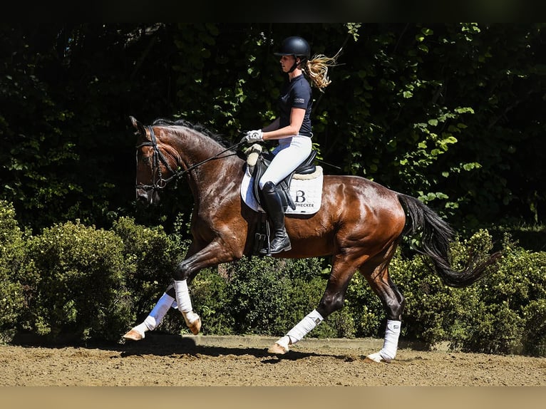 Koń westfalski Wałach 4 lat 168 cm Gniada in Riedstadt