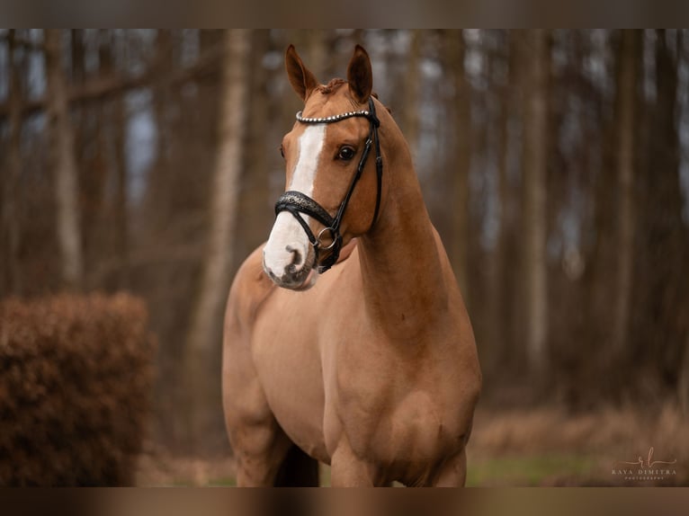 Koń westfalski Wałach 4 lat 168 cm in Wehringen