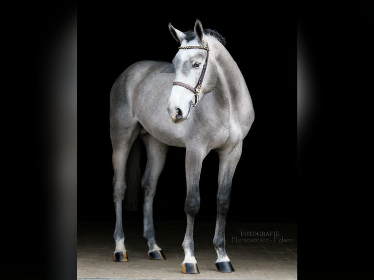 Koń westfalski Wałach 4 lat 168 cm Siwa jabłkowita in Dohren