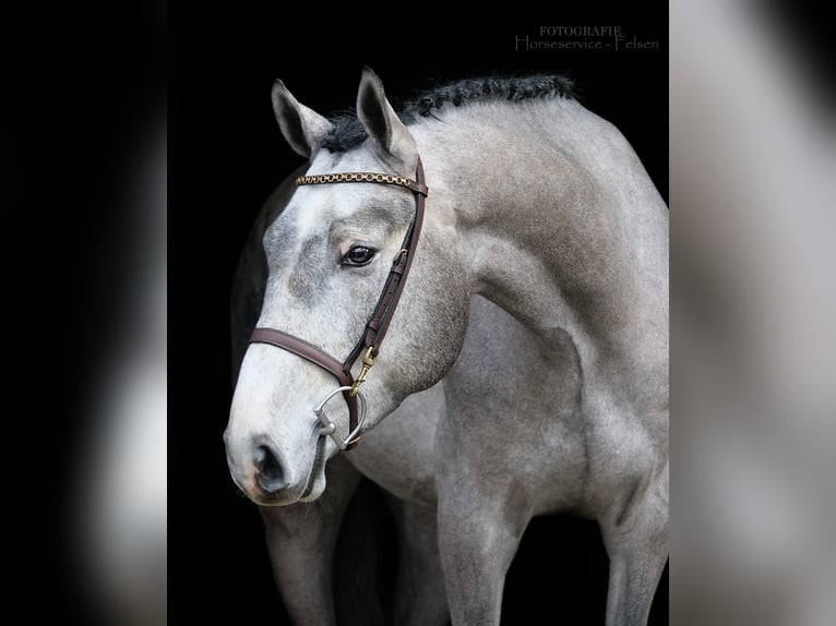 Koń westfalski Wałach 4 lat 168 cm Siwa jabłkowita in Dohren