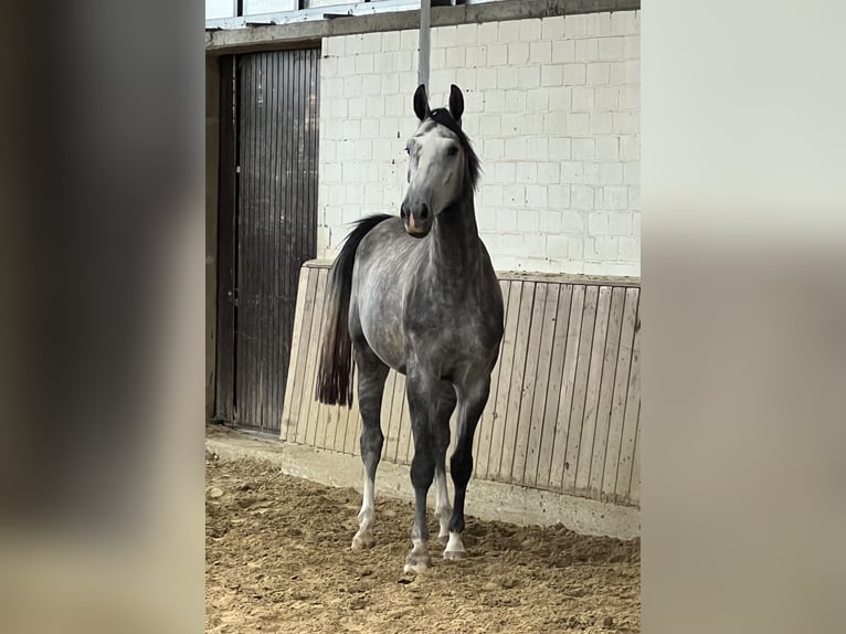 Koń westfalski Wałach 4 lat 168 cm Siwa in Laer