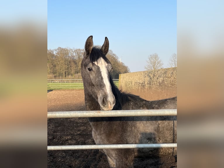 Koń westfalski Wałach 4 lat 168 cm Siwa in Laer