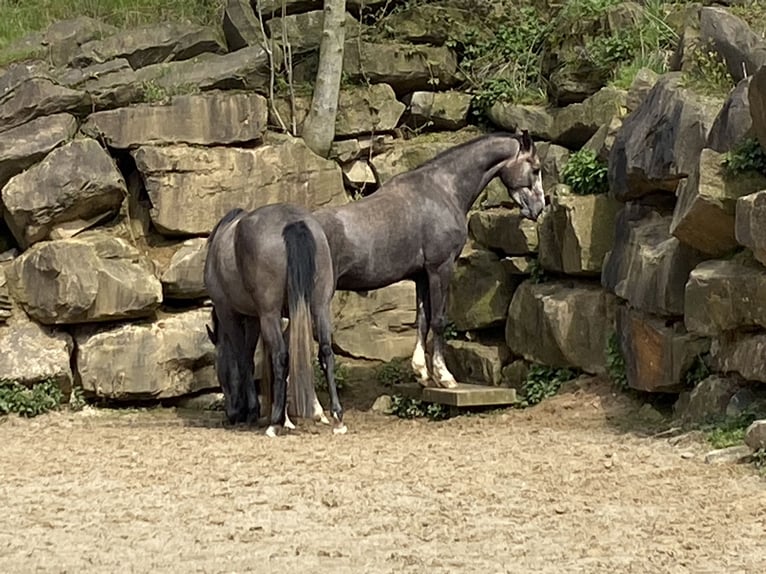 Koń westfalski Wałach 4 lat 168 cm Siwa in Overath