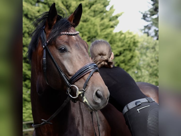 Koń westfalski Wałach 4 lat 169 cm Ciemnogniada in Erftstadt