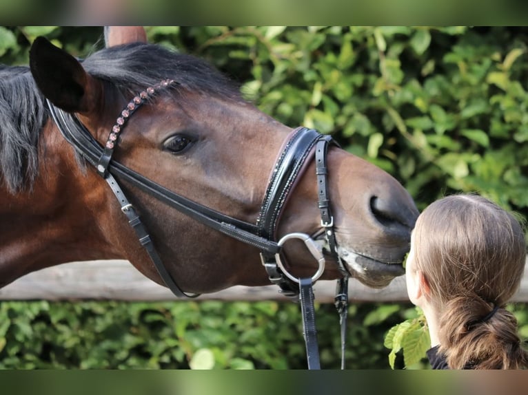 Koń westfalski Wałach 4 lat 169 cm Ciemnogniada in Erftstadt