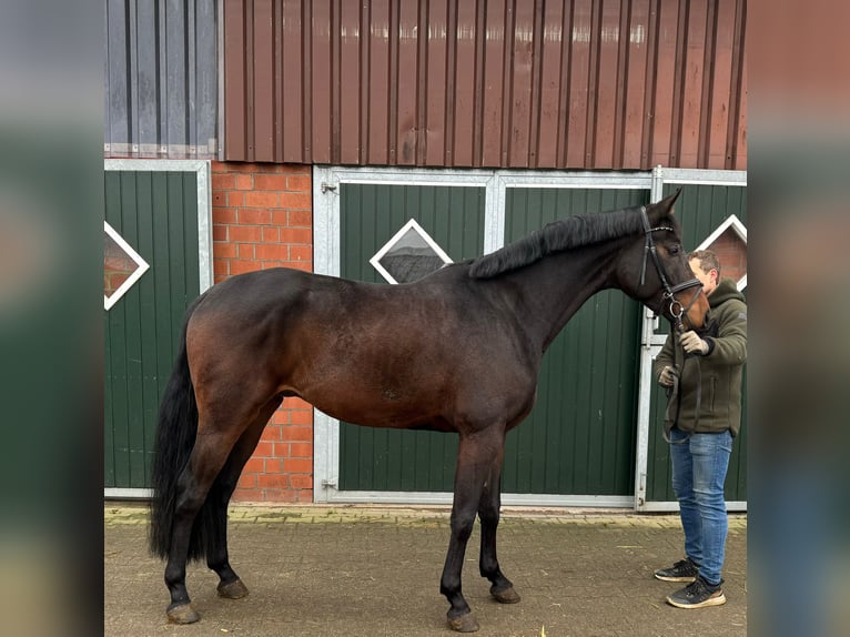 Koń westfalski Wałach 4 lat 170 cm Gniada in Münster