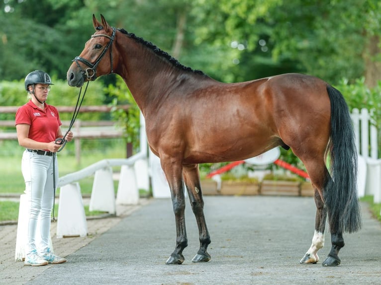 Koń westfalski Wałach 4 lat 170 cm Gniada in Münster