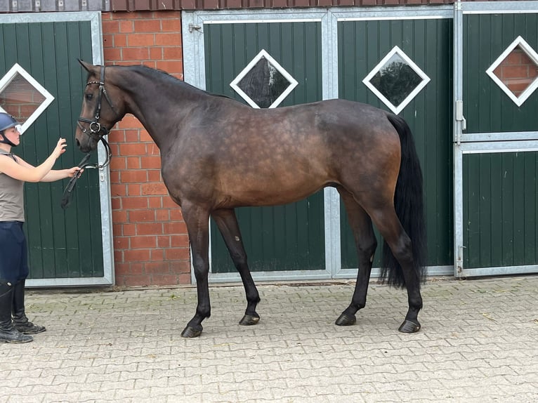 Koń westfalski Wałach 4 lat 170 cm Gniada in Münster