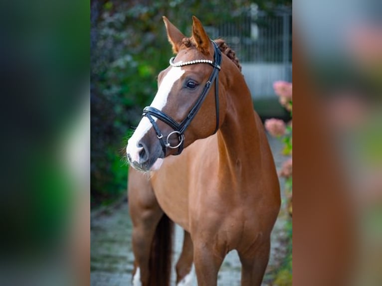 Koń westfalski Wałach 4 lat 170 cm Kasztanowata in Ankum