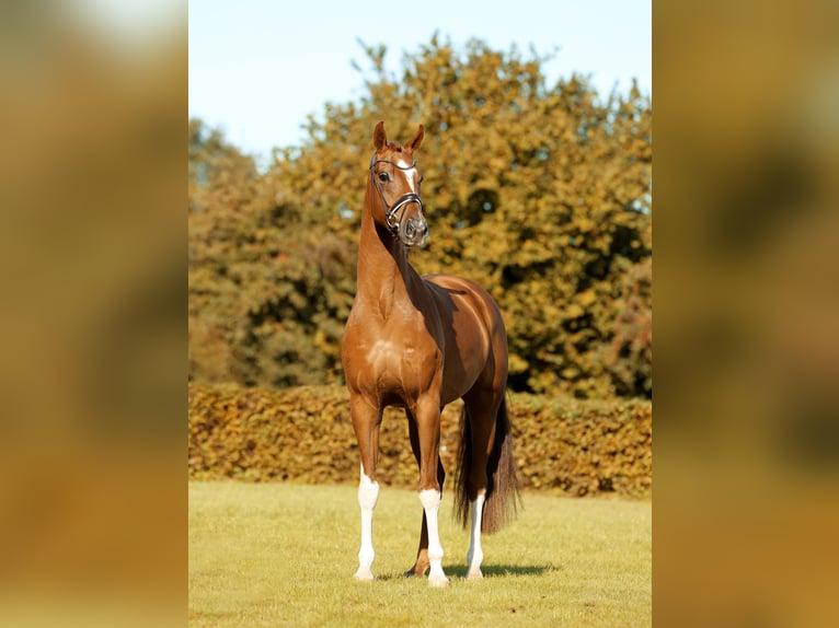 Koń westfalski Wałach 4 lat 171 cm Kasztanowata in Greven