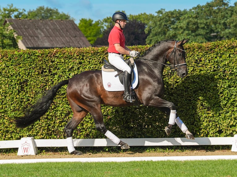 Koń westfalski Wałach 4 lat 172 cm Ciemnogniada in Münster