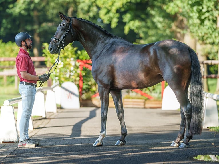 Koń westfalski Wałach 4 lat 172 cm Ciemnogniada in Münster