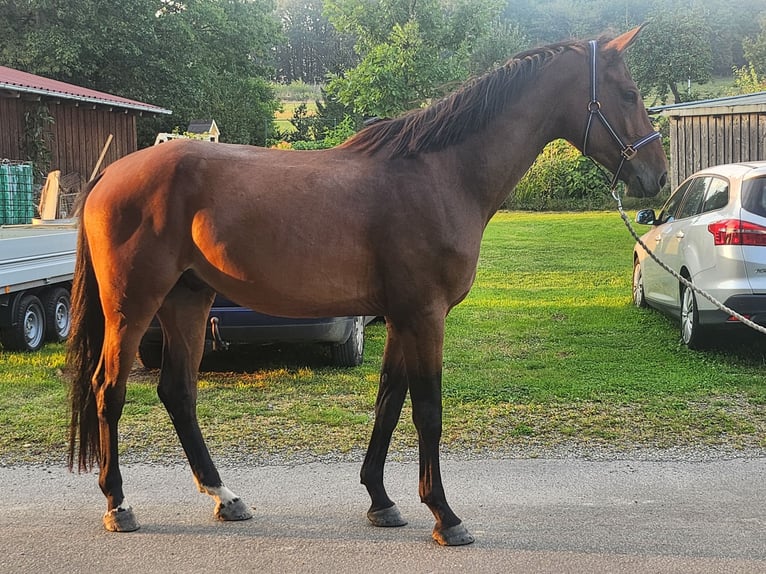 Koń westfalski Wałach 4 lat 172 cm Gniada in Windeck