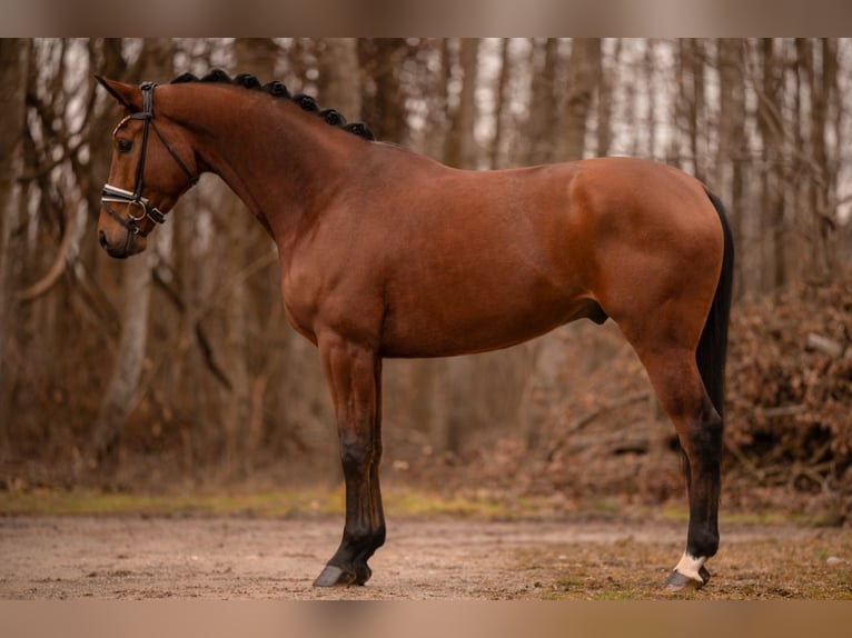 Koń westfalski Wałach 4 lat 172 cm Gniada in Wehringen