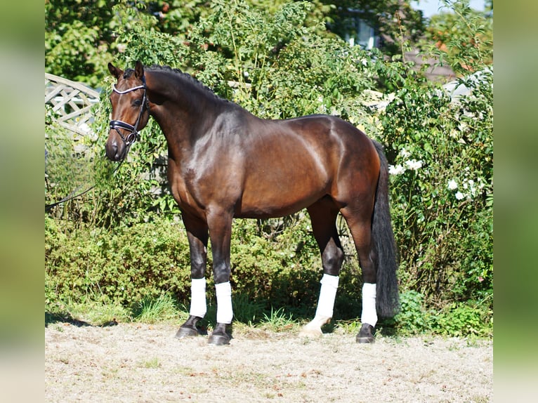 Koń westfalski Wałach 4 lat 172 cm Gniada in Hohenfelde