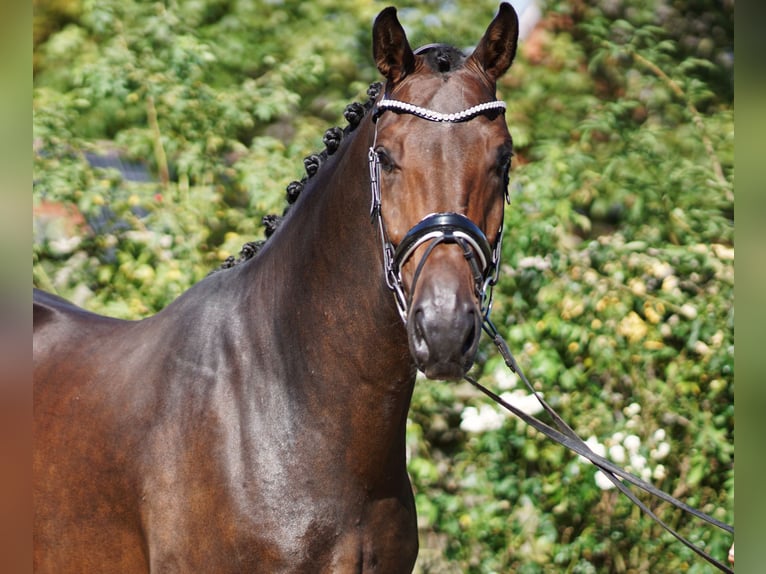 Koń westfalski Wałach 4 lat 172 cm Gniada in Hohenfelde