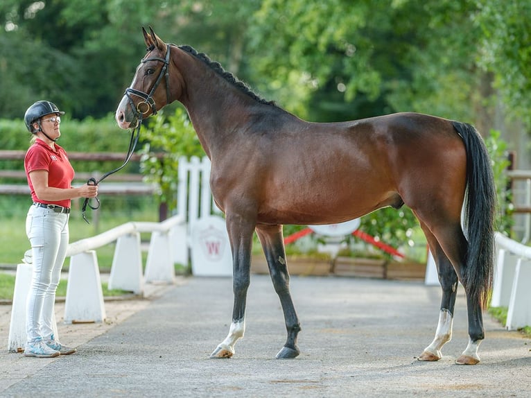 Koń westfalski Wałach 4 lat 173 cm Gniada in Münster