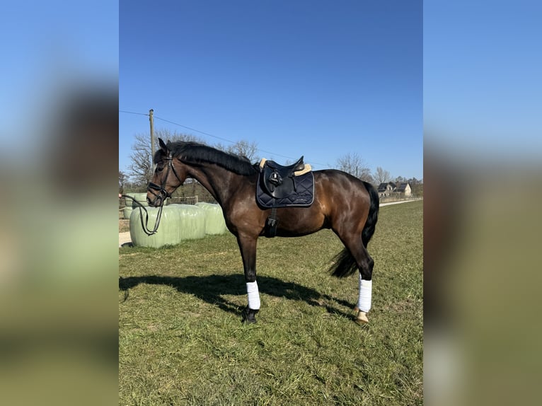 Koń westfalski Wałach 4 lat 174 cm Ciemnogniada in Detmold