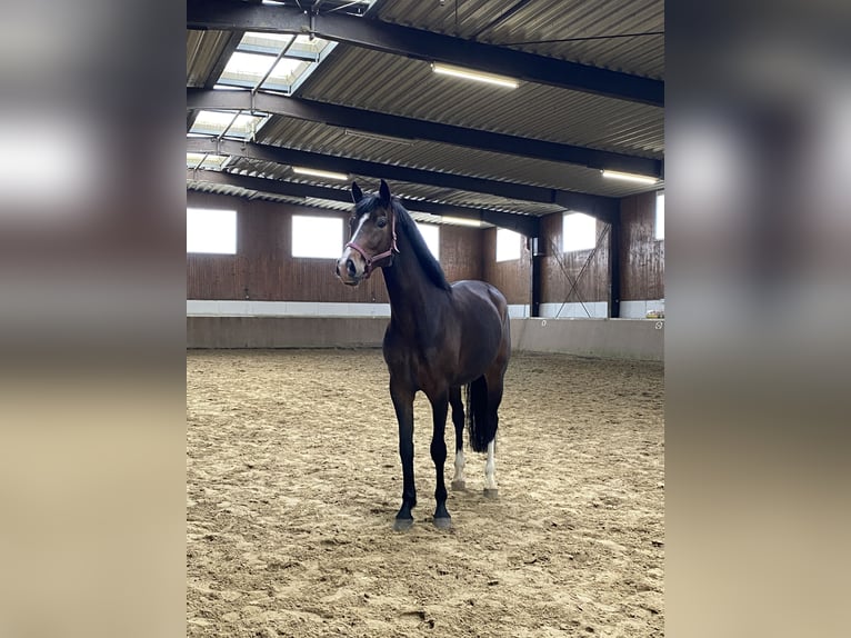 Koń westfalski Wałach 4 lat 174 cm Ciemnogniada in Detmold