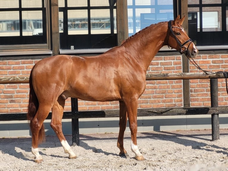 Koń westfalski Wałach 4 lat 174 cm Kasztanowata in Heidesheim am Rhein