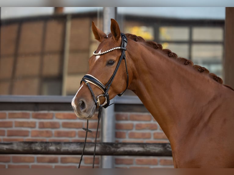 Koń westfalski Wałach 4 lat 174 cm Kasztanowata in Heidesheim am Rhein