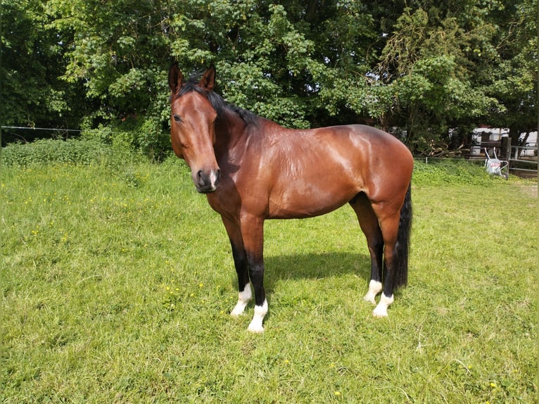 Koń westfalski Wałach 4 lat 175 cm Gniada in Brakel